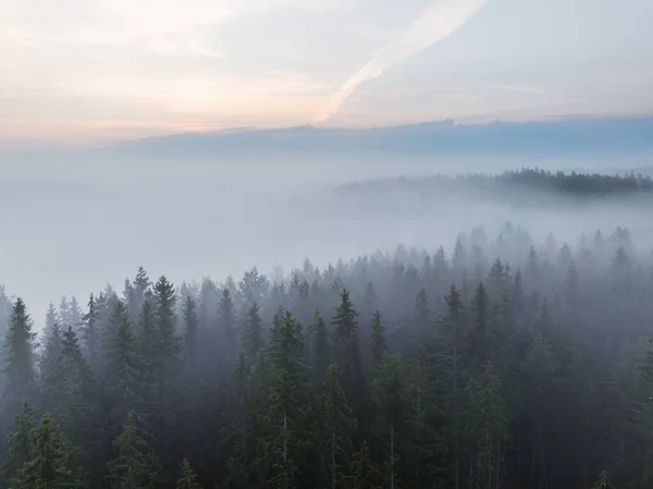 Aerial View Foggy Forest Lush Fir Trees Sunset — Stock Photo, Image