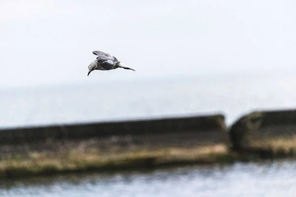 Krásný Výhled Majestátní Ptáka Letu Nad Klidnou Vodou — Stock fotografie