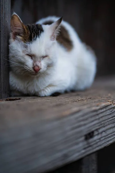 在户外的木制码头上 一只可爱的流浪猫的竖直照片 背景是暗而模糊的 — 图库照片