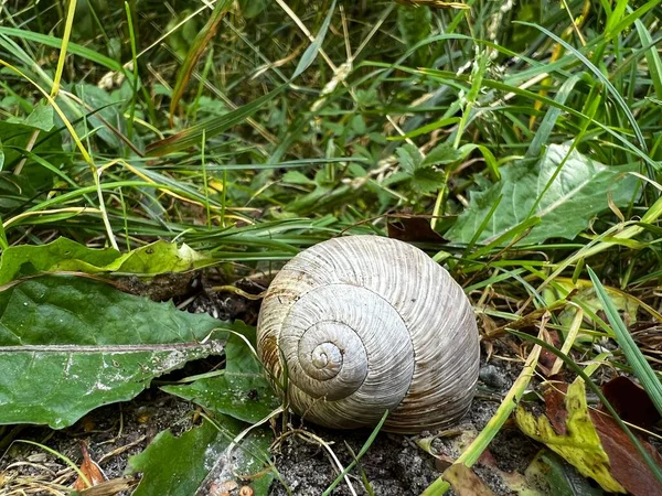 Snail House Middle Forest — Stock Photo, Image