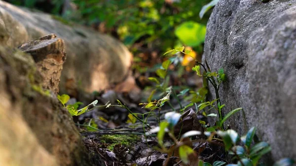 Egy Gyönyörű Közeli Kép Egy Mohás Kőről Erdőben — Stock Fotó