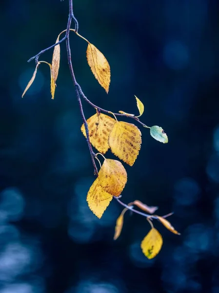 Вертикальный Снимок Ветки Жёлтыми Листьями Синем Фоне — стоковое фото