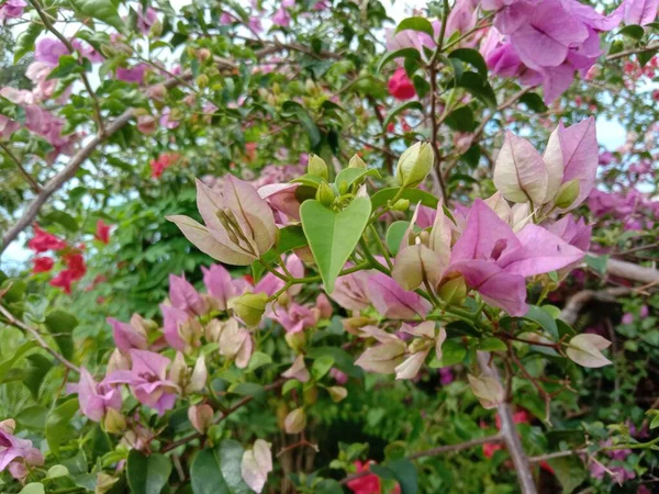 Живописный Вид Пурпурные Розовые Цветы Саду Днем — стоковое фото