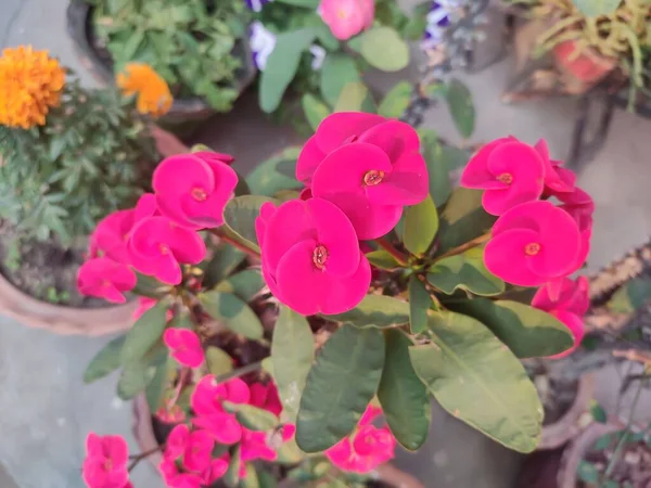 Plante Fleurs Jardin Couronne Épines Nom Scientifique Euphorbia Milii Famille — Photo