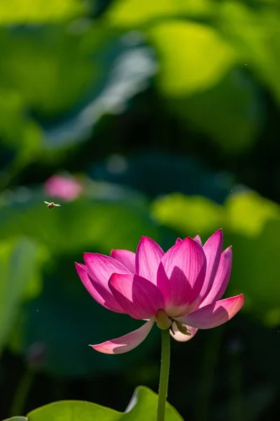 Une Belle Vue Sur Lotus Rose Dans Jardin — Photo