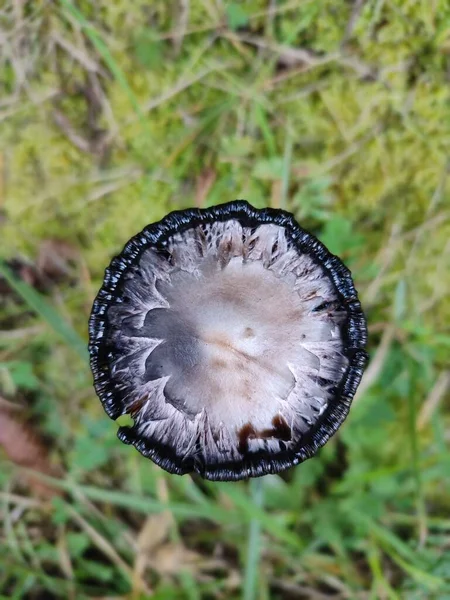 Closeup Tintlinge Coprinus Sensu Lato Mushroom Green Ground — Stock Photo, Image