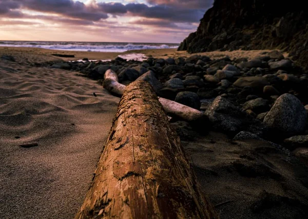 Eine Nahaufnahme Eines Umgestürzten Baumes Einem Sandstrand Gegen Ein Meer — Stockfoto