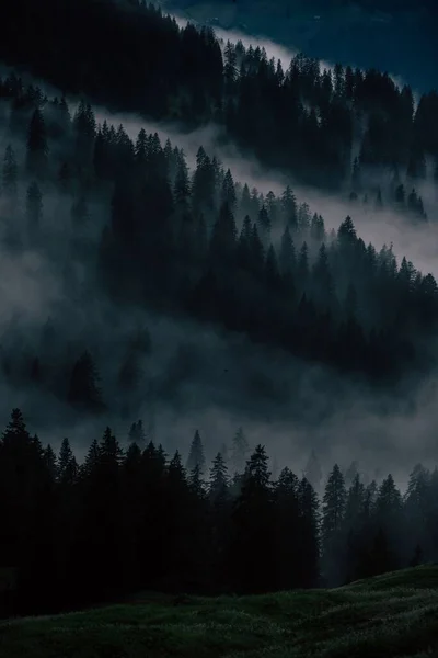 朝霧に覆われたトレス モミの森の層 ヴォラールベルク オーストリア — ストック写真