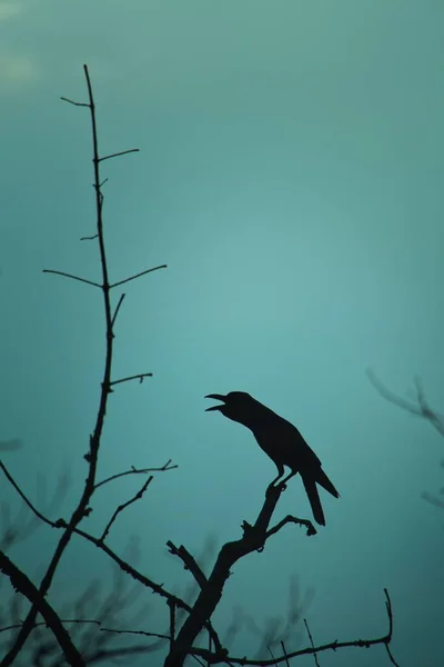 空に向かって裸の枝にカラスのシルエット — ストック写真