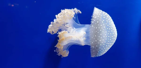 Белая Медуза Синем Фоне — стоковое фото
