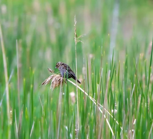 Redwing Bird Perching Twig Plant Long Green Grass Blur Background — Stock Photo, Image