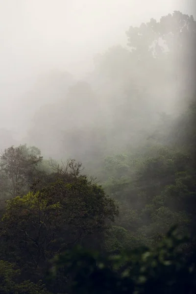 Sisli Bir Havada Güzel Bir Orman Manzarası — Stok fotoğraf