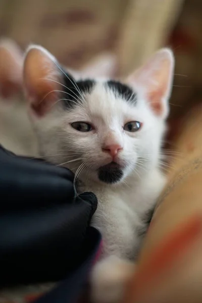 Vertikální Záběr Japonského Koťátka Bobtail Ležícího Pohovce — Stock fotografie