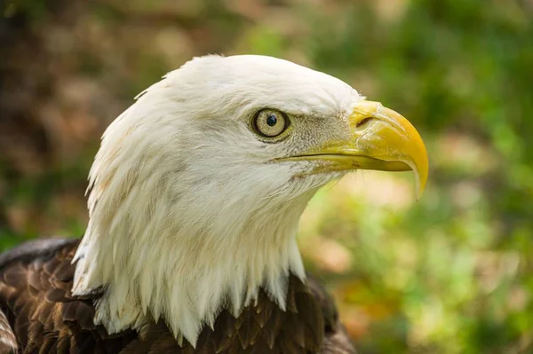 Closeup Southern Bald Eagle Blurred Background — Stock Photo, Image