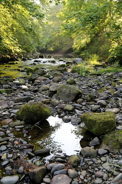 Una Hermosa Vista Piedras Río Bosque —  Fotos de Stock