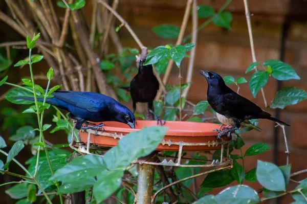Μια Επιλεκτική Εστίαση Τριών Blackbird Πόσιμο Νερό Από Μια Κατσαρόλα — Φωτογραφία Αρχείου