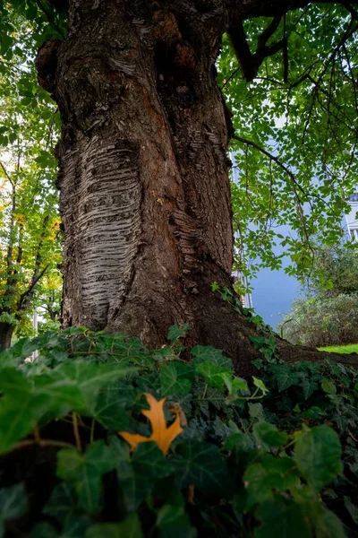 의나무 뿌리의 아름다운 — 스톡 사진