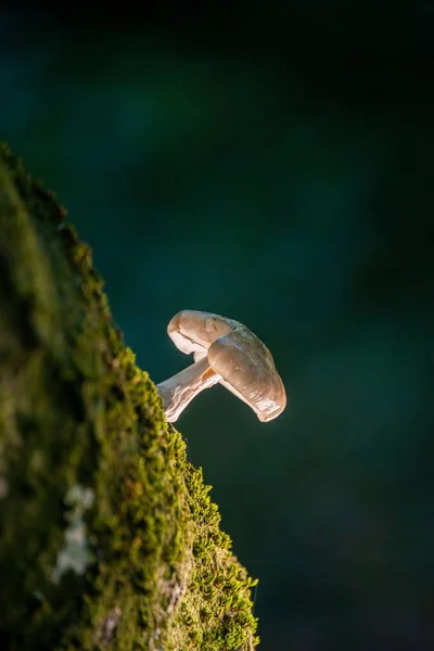 暗い背景に森の中で成長しているUdemansiella Mucosa真菌の垂直閉鎖ショット — ストック写真