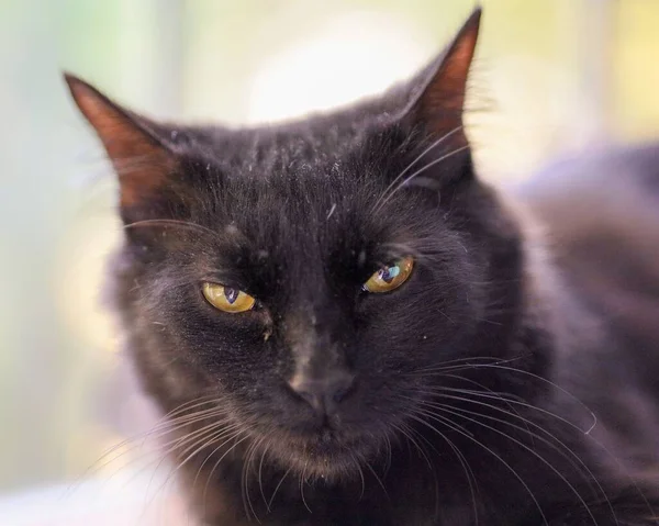 背景がぼやけた黒猫のクローズアップ — ストック写真