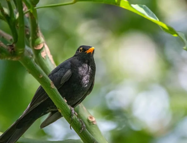 Closeup Blackbird Perched Green Branch Tree — Stock Photo, Image