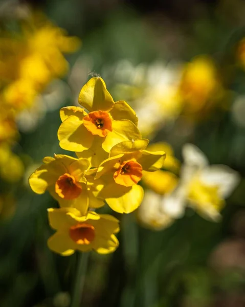 Yakından Güzel Sarı Bir Nergis Narcissus — Stok fotoğraf