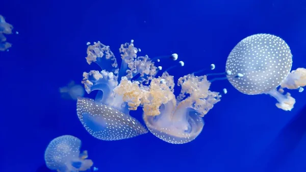 青い背景の白いクラゲのクローズアップ — ストック写真