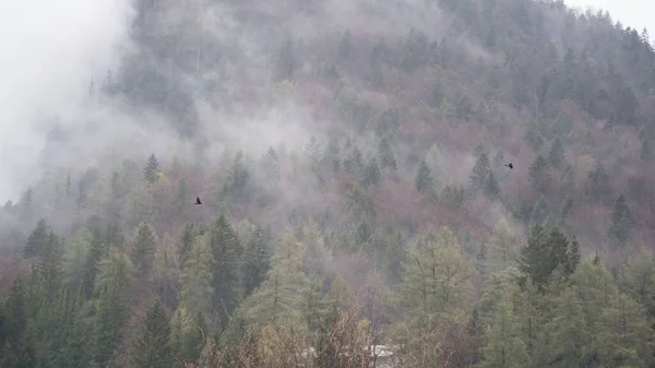 Una Vista Alpina Niebla Con Aves Cerca Mittenwald Alemania —  Fotos de Stock