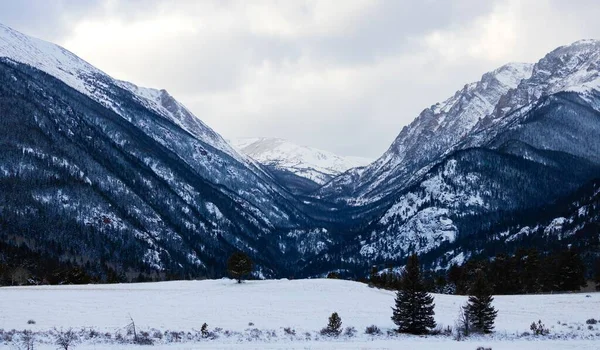 Una Vista Panorámica Los Pinos Nevados Parque Nacional Las Montañas —  Fotos de Stock