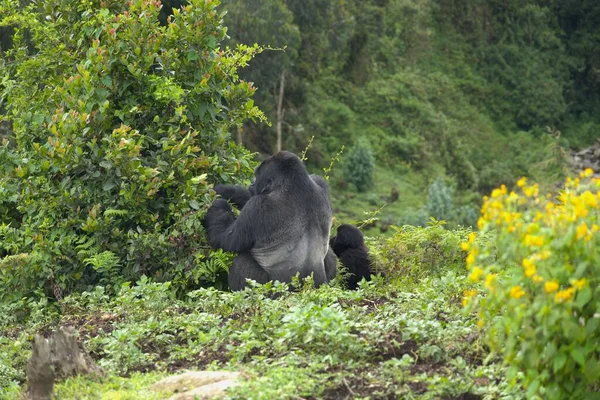 Ein Schöner Blick Auf Einen Gorilla Wald — Stockfoto