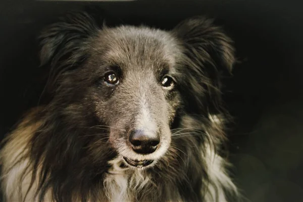 Närbild Bedårande Sheltie Hund — Stockfoto
