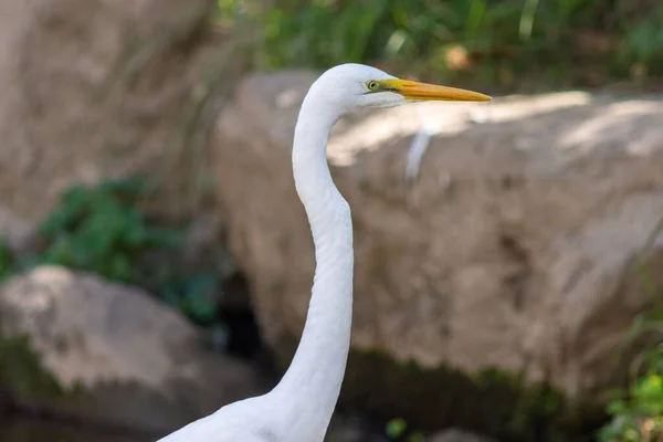 Närbild Vit Österländsk Stor Egret Fågel Uppflugen Naturen Dagtid — Stockfoto