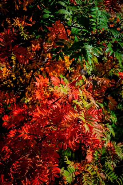 Tiro Close Vertical Folhas Outono Coloridas Arbusto — Fotografia de Stock