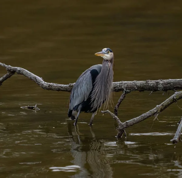 池の浅い水の中に立って 背景に木の枝を持つ その胸に特殊な羽を持つ偉大な青いヘロン — ストック写真