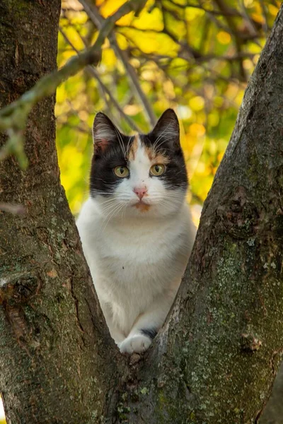 幹の間に座っている猫の垂直ショット — ストック写真
