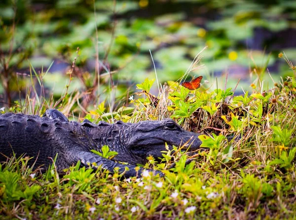 Une Vue Rapprochée Alligator Caché Dans Une Herbe — Photo