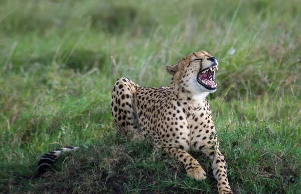 A cheetah running through a grassy field with its mouth open