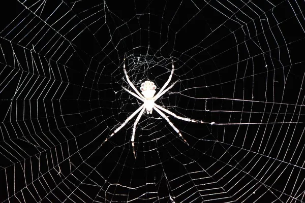Închidere Unui Păianjen Argiope Keyserlingi Web Fundal Întunecat Neclar — Fotografie, imagine de stoc