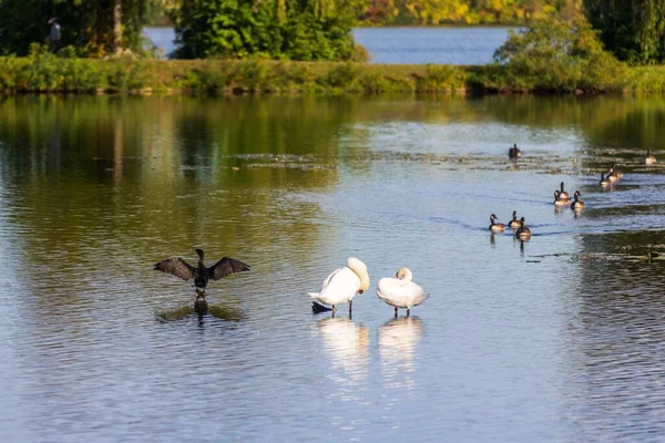 Primer Plano Varios Cisnes Nadando Estanque Rodeado Plantas Verdes — Foto de Stock