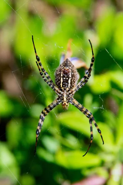 Ένα Κάθετο Πλάνο Μιας Αργυρής Argiope Αράχνης Στο Διαδίκτυο Ένα — Φωτογραφία Αρχείου