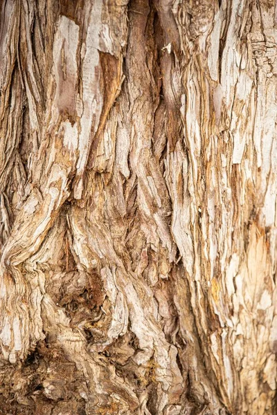木の樹皮の垂直閉鎖 — ストック写真