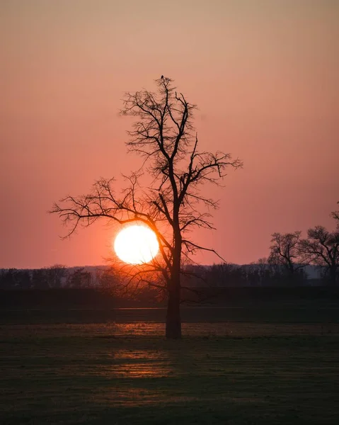 Svislý Záběr Bezlistého Stromu Růžovým Sluncem Pozadí — Stock fotografie