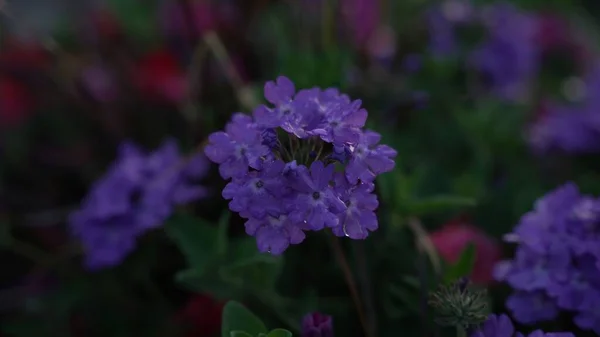 Bulanık Arka Planda Yeşil Yapraklı Narin Mor Mine Çiçekleri Mine — Stok fotoğraf