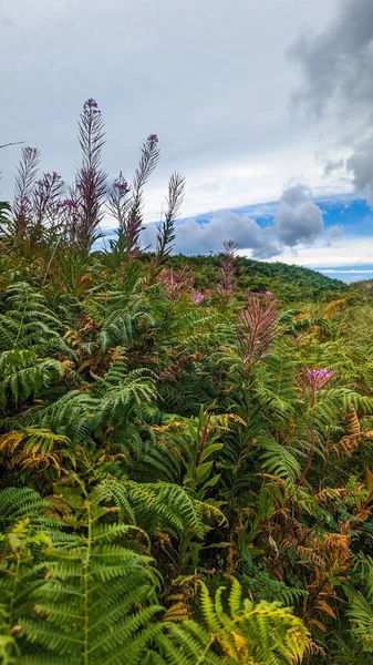 Tiro Vertical Vegetação Exuberante Uma Encosta Montanha — Fotografia de Stock