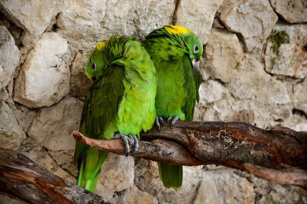 Close Par Papagaio Nuca Amarela Amazona Auropalliata Contra Uma Parede — Fotografia de Stock