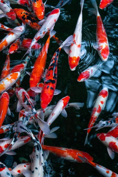 Colpo Verticale Pesce Nishikigoi — Foto Stock