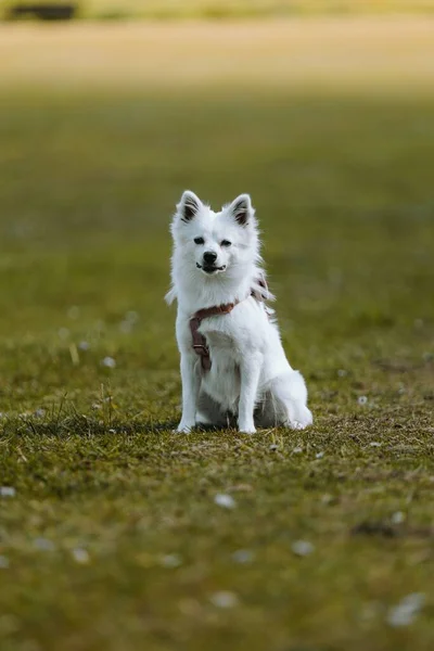 緑のフィールドに白いアメリカのエスキモー犬の垂直ショット — ストック写真