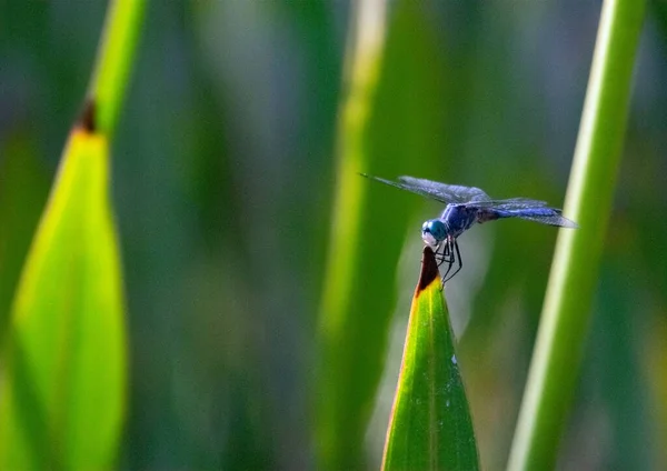 Selective Focus Springwater Dancer Dragonfly Grass Field Blurry Background — Stock Photo, Image