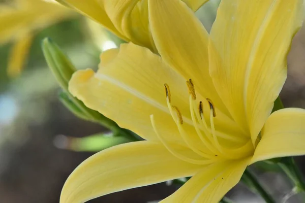 Eine Nahaufnahme Einer Gelben Lilie Einem Garten Sonnenlicht Mit Verschwommenem — Stockfoto
