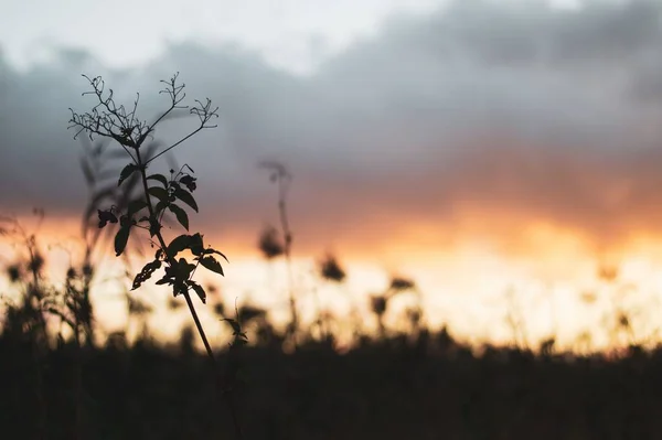Die Silhouette Einer Pflanze Auf Dem Feld Mit Einem Wunderschönen — Stockfoto