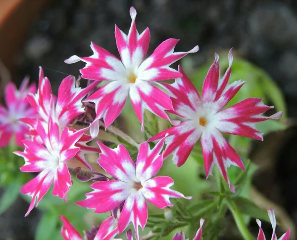 stock image Garden flowering plant- Phlox Star Loly. Family- Polemoniaceae. Grown as ornamental plant.